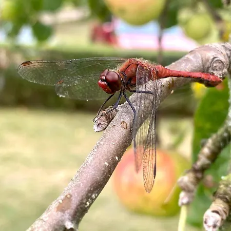 Haus Masur Prázdninový dům *