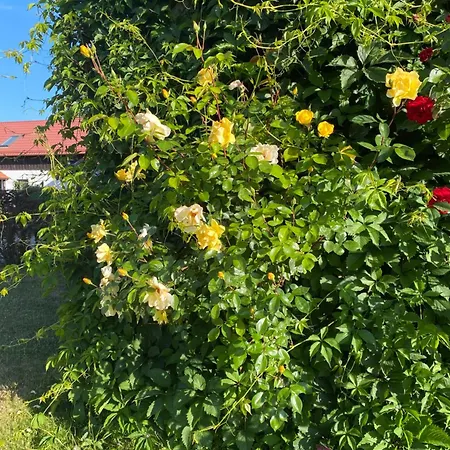 Haus Masur Holiday home Mikolajki (Mragowo)
